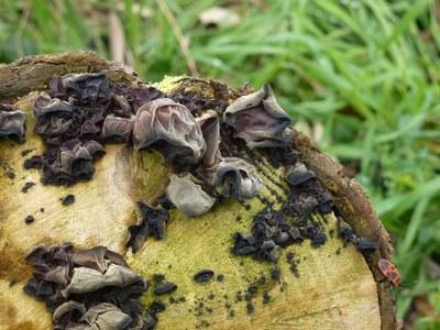 Des champignons attaquent une souche, malgré la présence d'un gendarme