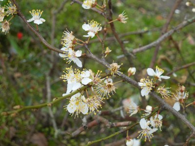 Des fleurs d'une grande élégance