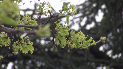 Fleurs d'érable