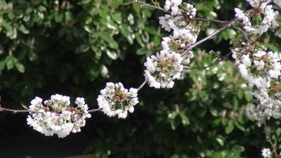 Cerisier en fleur