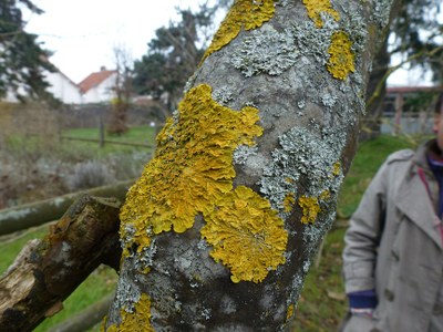 des lichens