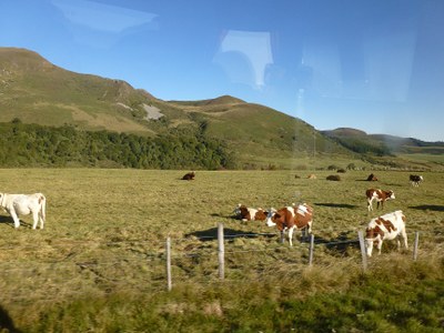 des vaches d'une classe internationale