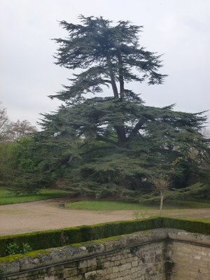 cèdre du Liban