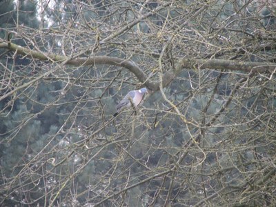 Le ramier, pigeon de luxe