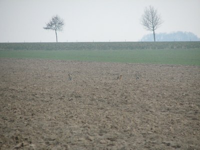 Lièvres dans le brouillard