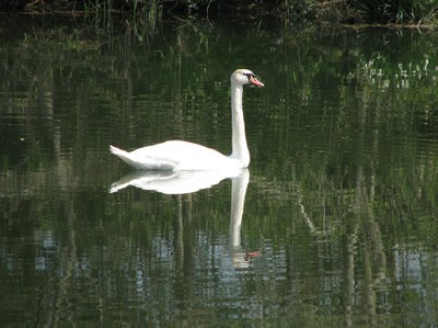 C'est un cygne !