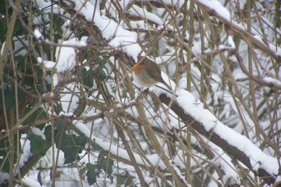 Rouge-gorge hivernal