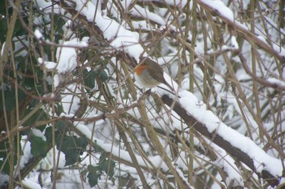 Rouge-gorge hivernal