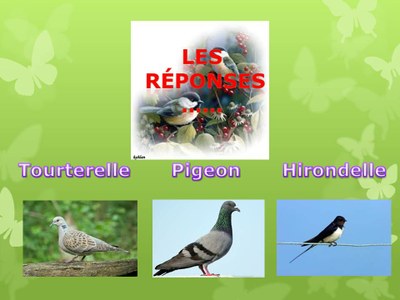 QuizzOiseaux5