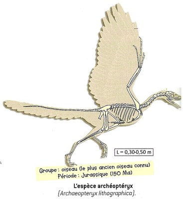 archeopteryx