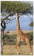 girafe