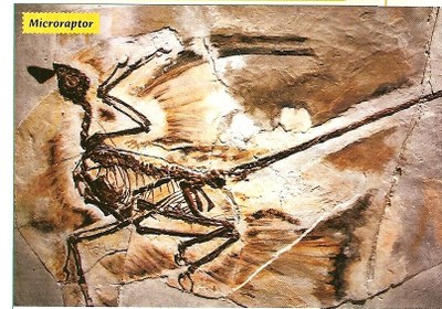 microraptor