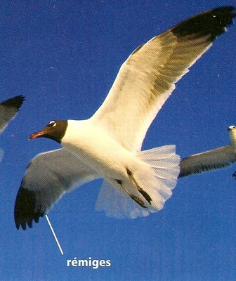 mouette