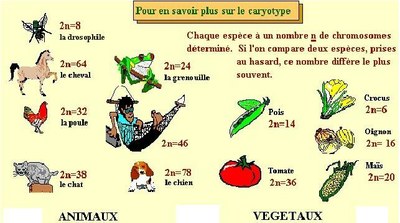 caryotypespece caryotypespece