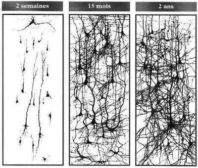 constructionneurone