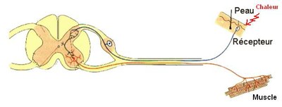 schfonctmnxchaleur schfonctmnxchaleur