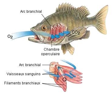 branchiebis