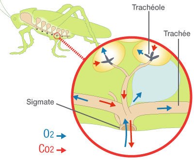 respirationinsect