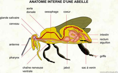 tube digestifabeille