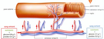 intestingrele2