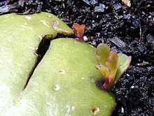 kalanchoe