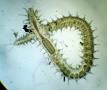 syllisgracilis