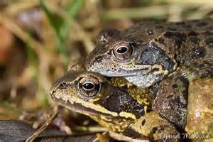 accoupltgrenouille
