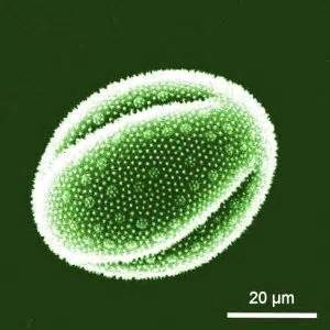 grainpollen
