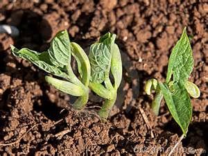 haricotgerminationplant