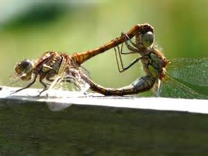 libelluleaccouplement libelluleaccouplement