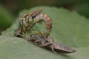 libellulemetamorphose