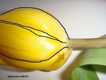 tulipe