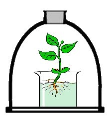 plantesanspotasse