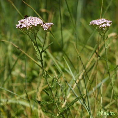 achillee millefeuille 1