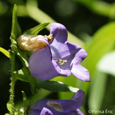 campanule a g fleurs 1