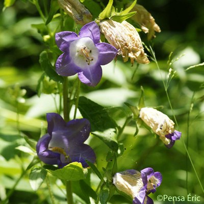 campanule a g fleurs 2 campanule a g fleurs 2