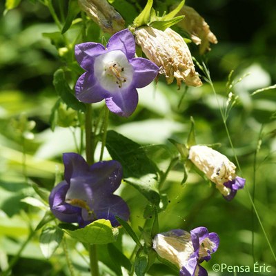 campanule a g fleurs 2