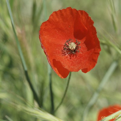 coquelicot 1