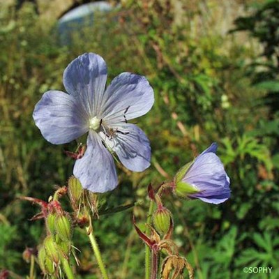 geranium des pres 1 geranium des pres 1