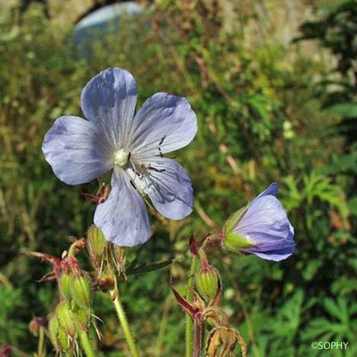 geranium des pres 1