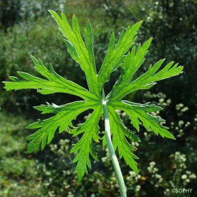 geranium des pres 3 geranium des pres 3