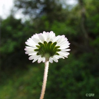 paquerette vivace 3 paquerette vivace 3