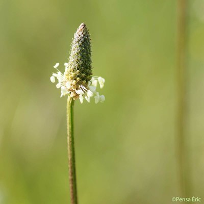 plantain lanceole 1