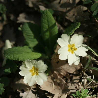 primevere acaule 1 primevere acaule 1