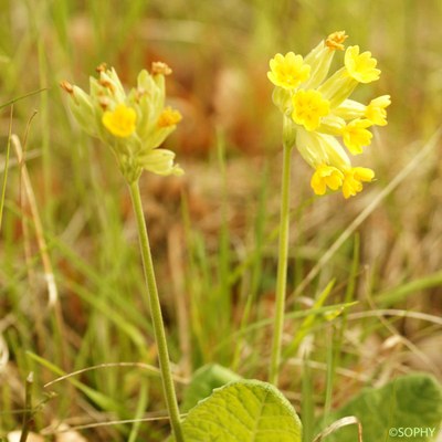 primevere officinale 3 primevere officinale 3