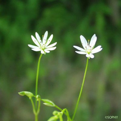 stellaire a feuilles de graminee 1