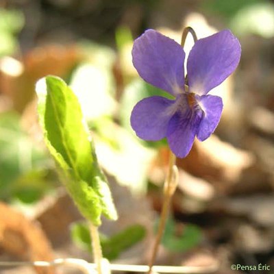 violette odorante 1