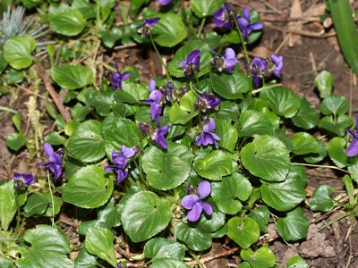 violette odorante 2 violette odorante 2