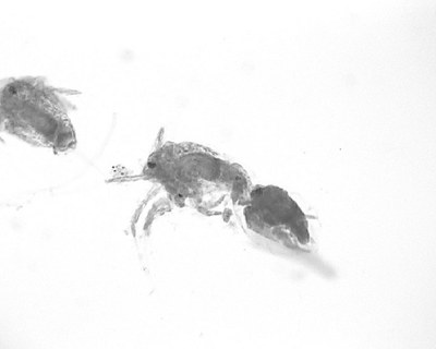 Copepode