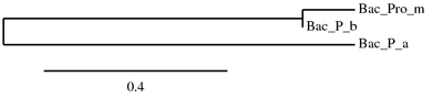 Phylogenie - TARA23S_3634010 Phylogenie - TARA23S_3634010